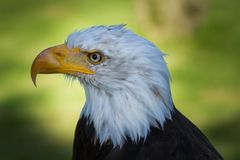 Weißkopf Seeadler