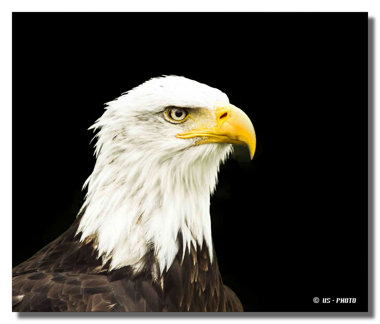 Weisskopf Seeadler 