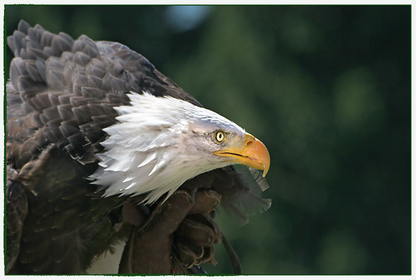 Weißkopf-Seeadler