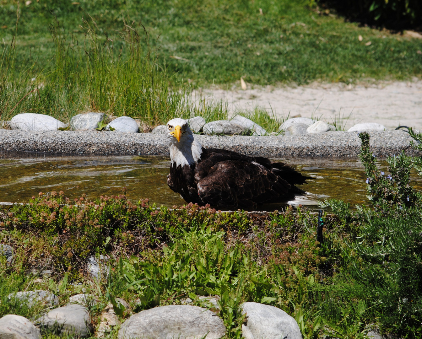 Weisskopf Seeadler