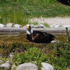 Weisskopf Seeadler