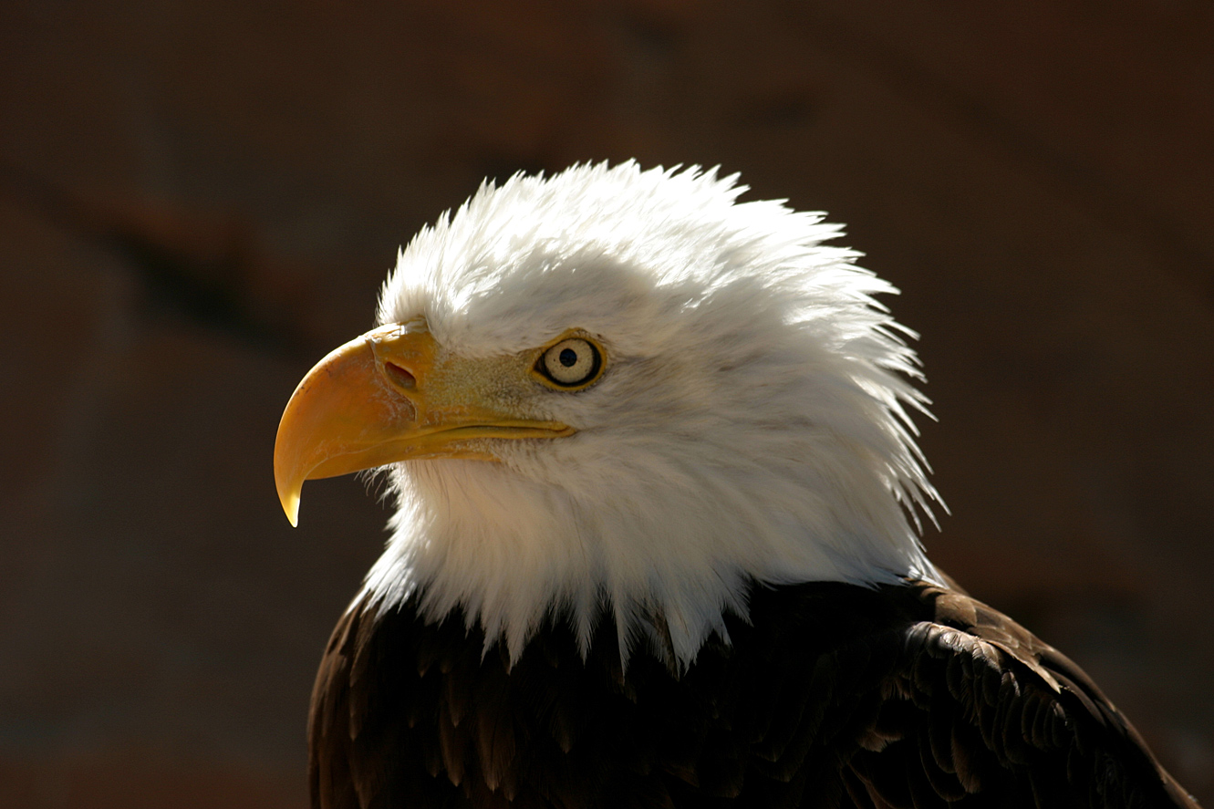 Weißkopf-Seeadler