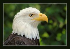 Weißkopf Seeadler