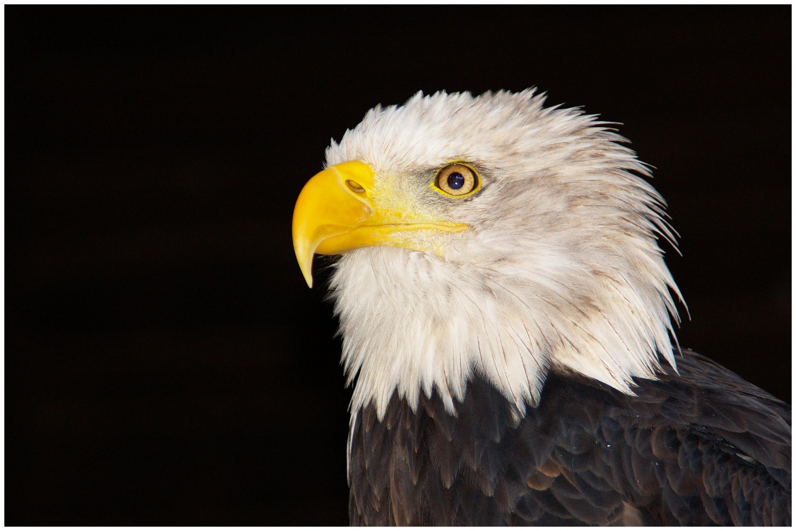 Weißkopf-Seeadler