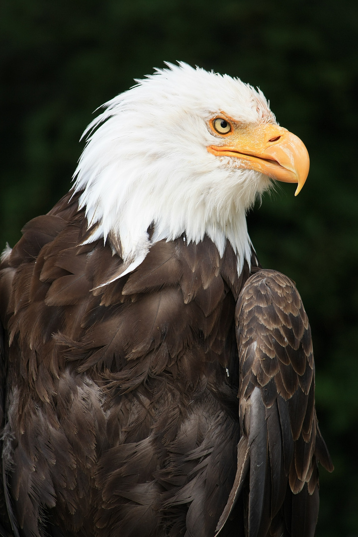 Weißkopf Seeadler