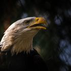 Weißkopf Seeadler