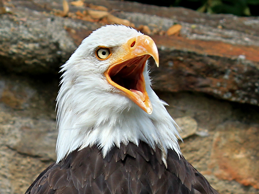 Weißkopf-Seeadler