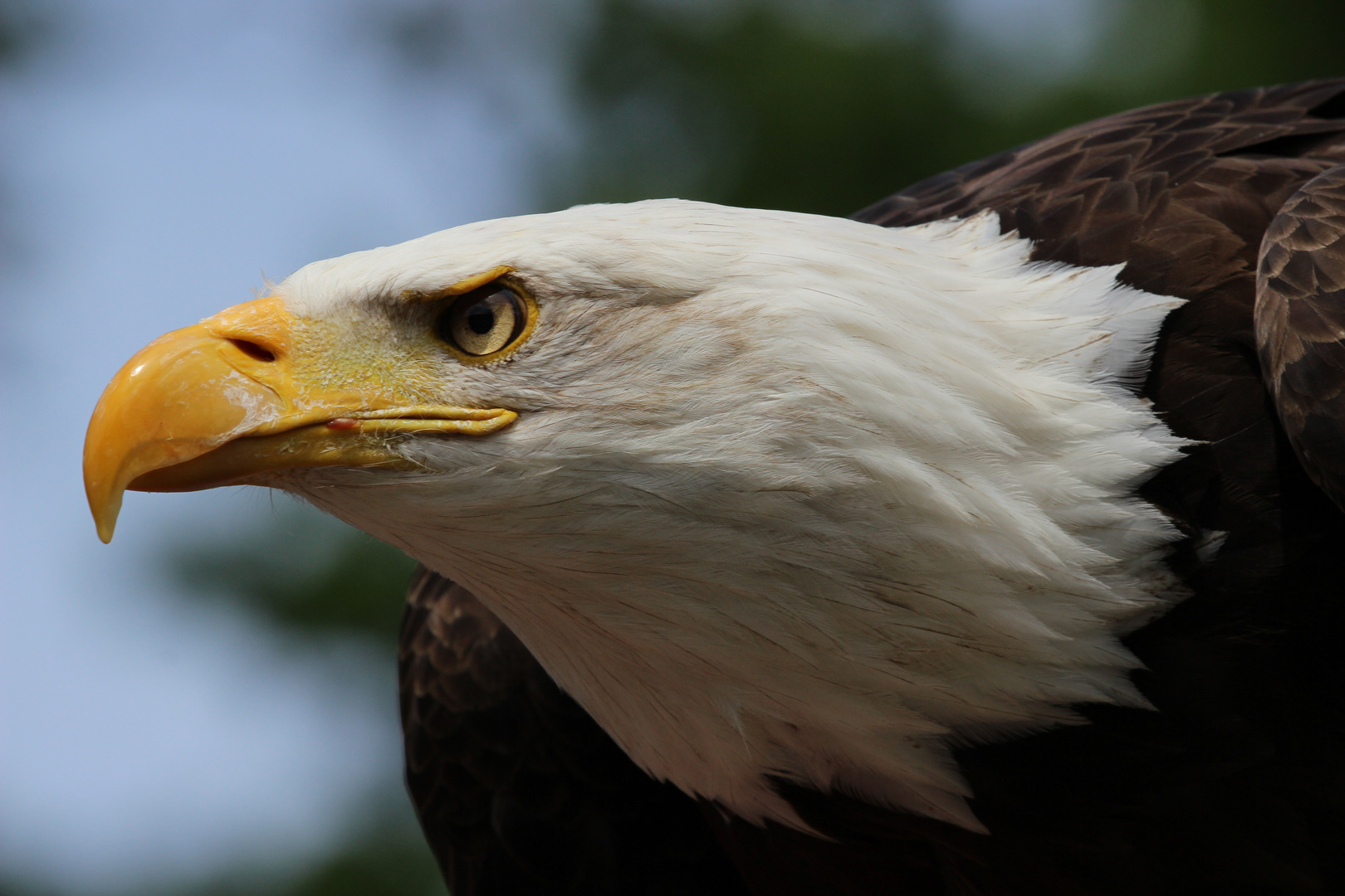 Weißkopf-Seeadler