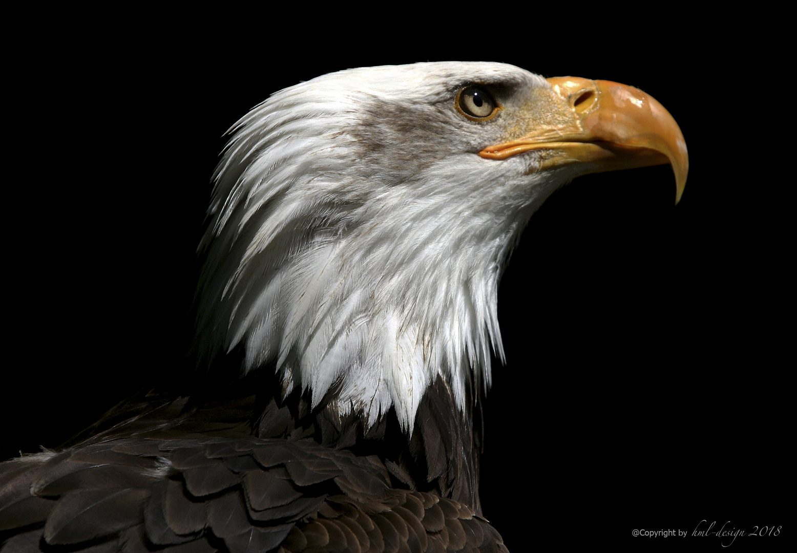 Weisskopf Seeadler