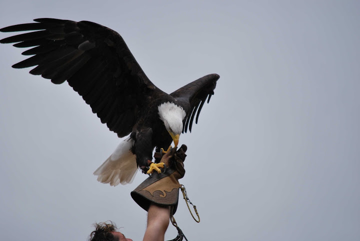 Weisskopf-Seeadler