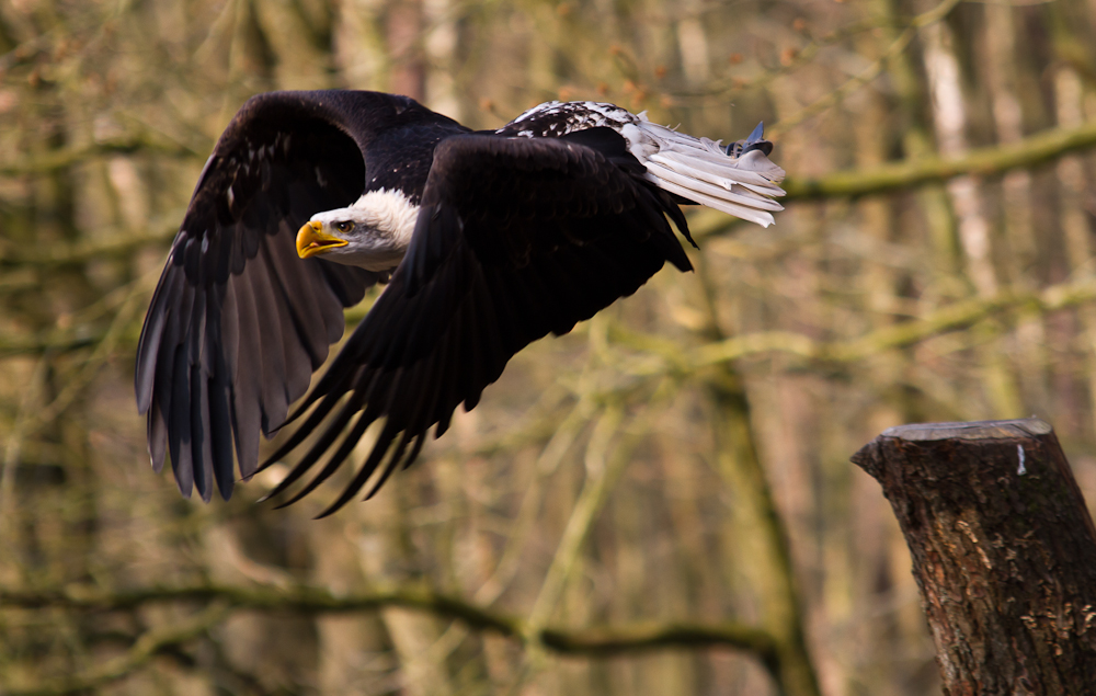 Weißkopf Seeadler