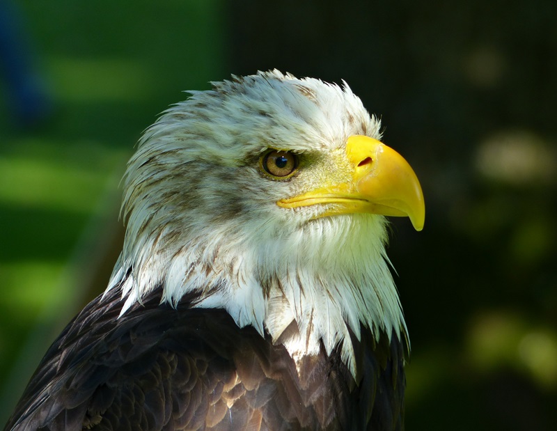 Weißkopf-Seeadler