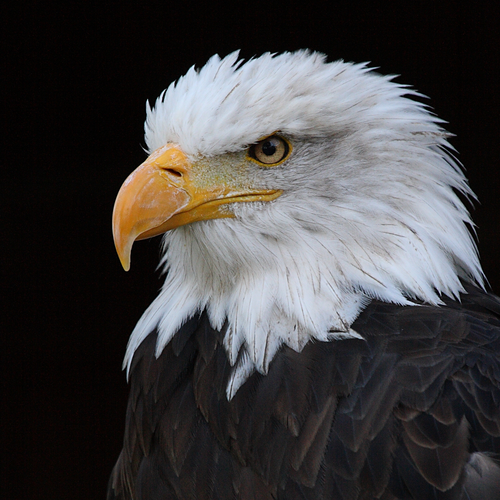 Weißkopf-Seeadler