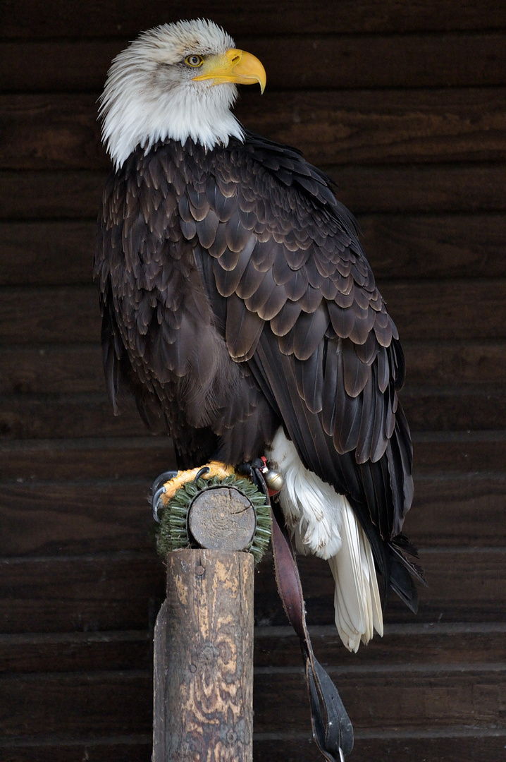 Weisskopf-Seeadler