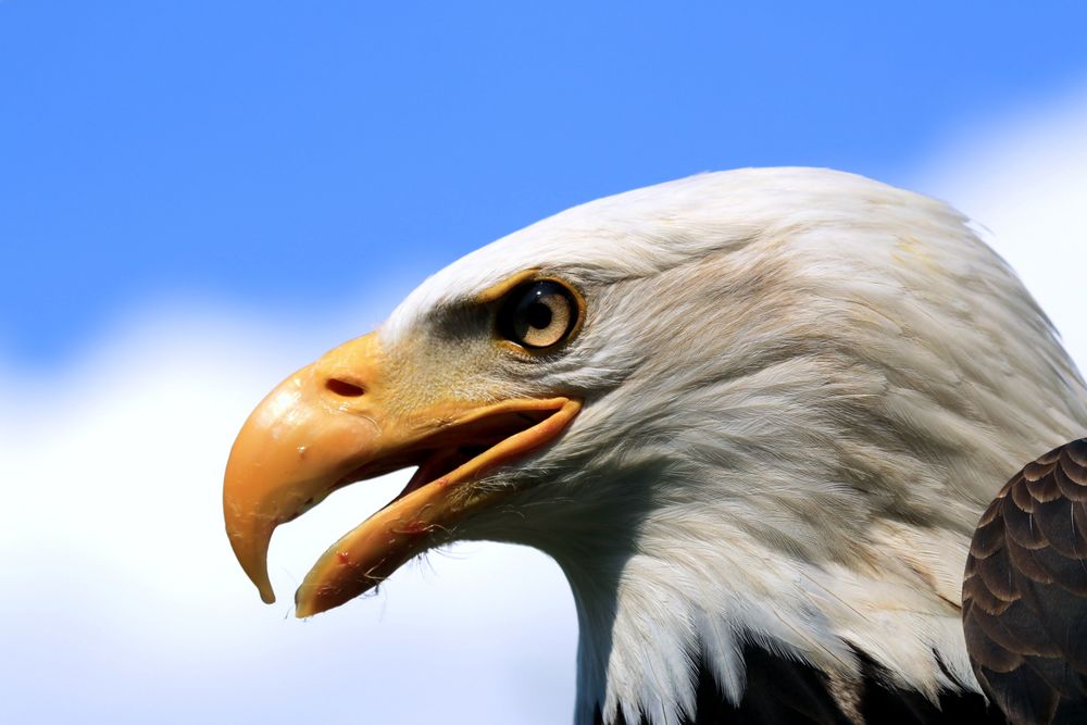 Weisskopf Seeadler