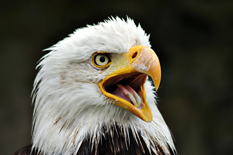 Weißkopf-Seeadler