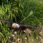 Weisskopf Seeadler