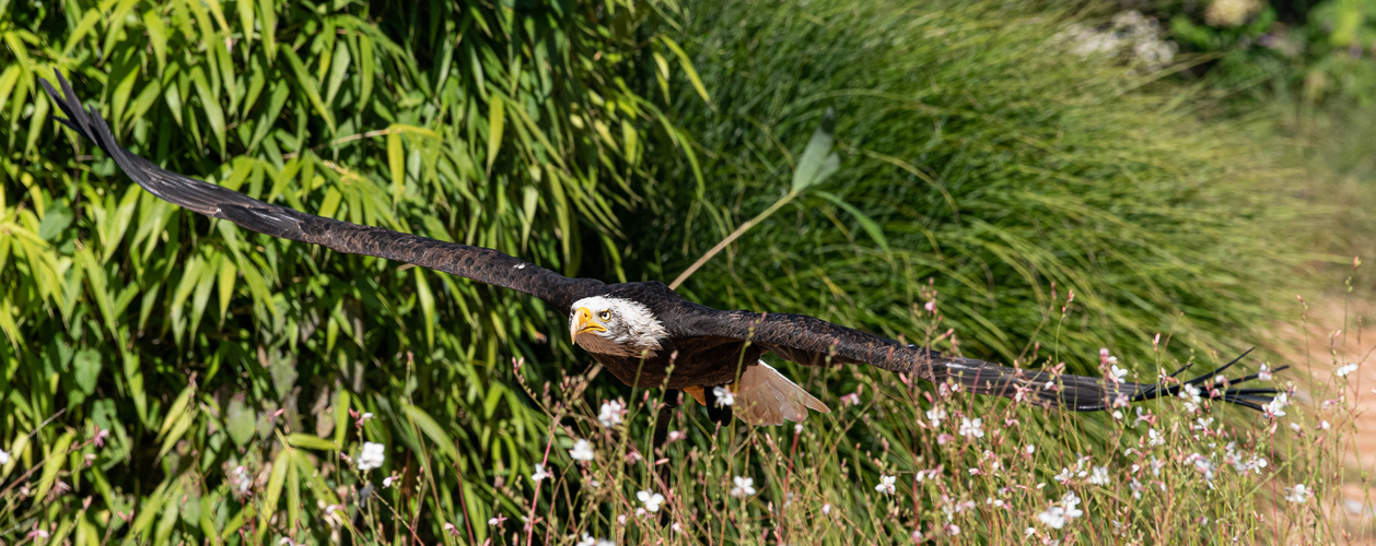 Weisskopf Seeadler