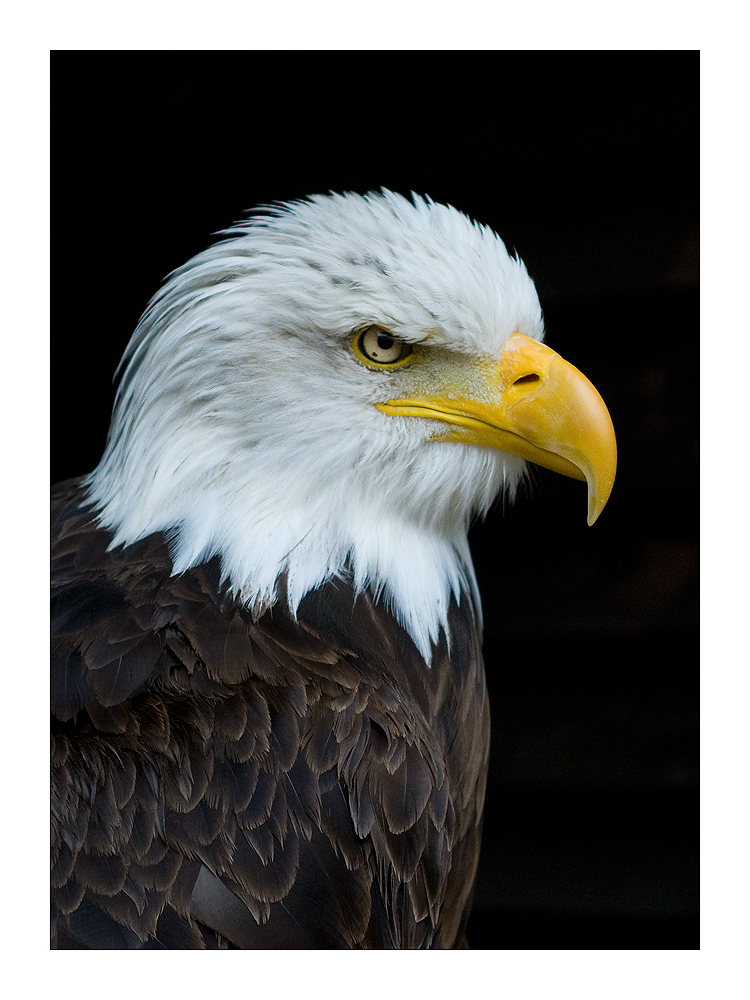 Weisskopf Seeadler