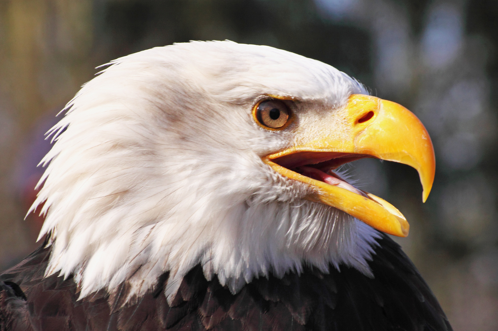 Weißkopf Seeadler Foto & Bild | tiere, natur Bilder auf fotocommunity