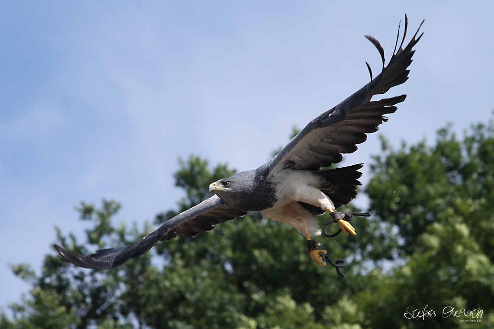 Weißkopf Seeadler ??