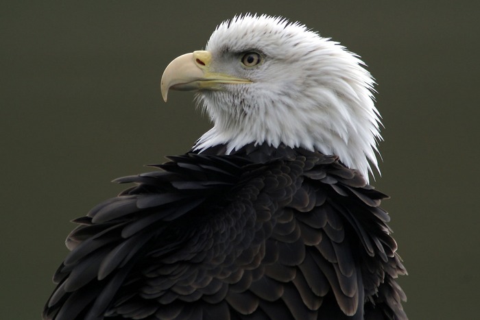 Weißkopf-Seeadler