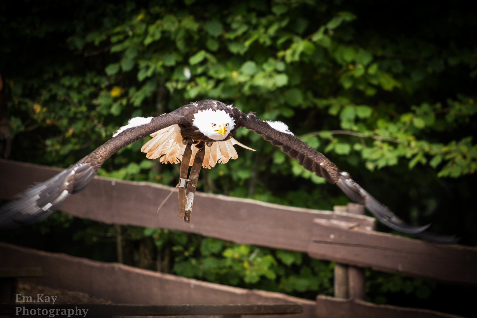 Weisskopf Seeadler