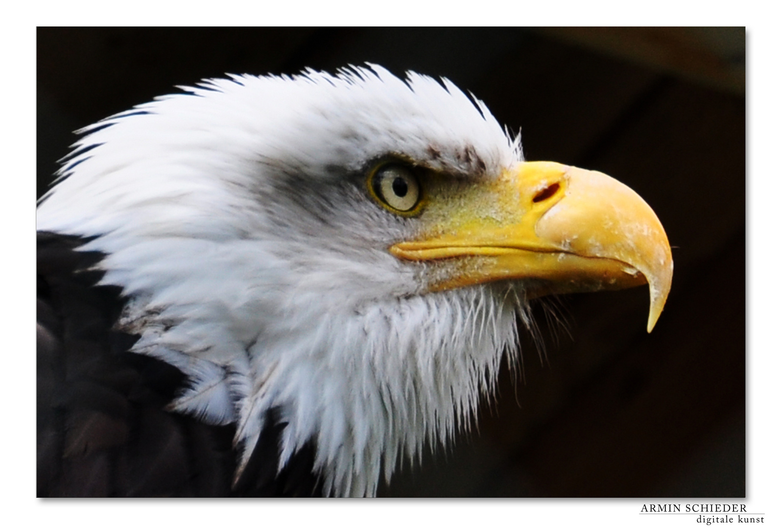 Weisskopf-Seeadler