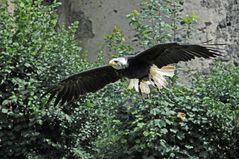 Weißkopf-Seeadler