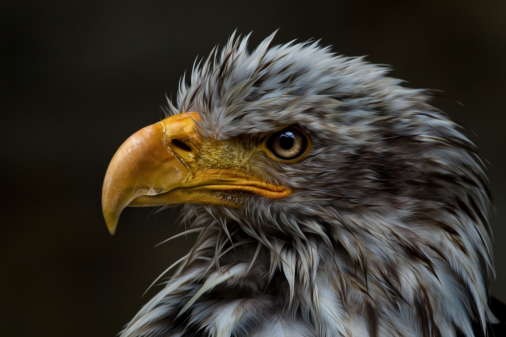 Weisskopf-Seeadler