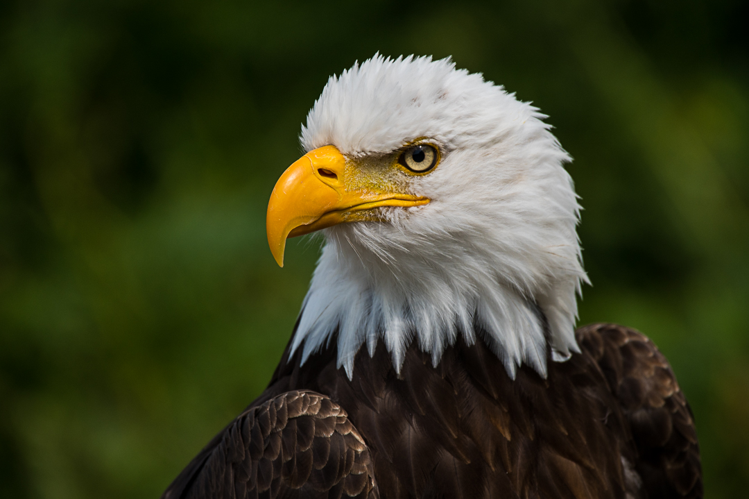 Weißkopf-Seeadler