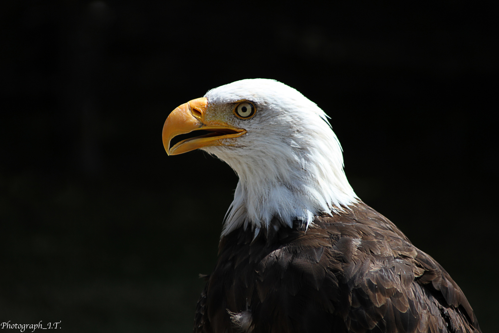 Weißkopf Seeadler