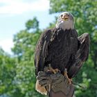 Weißkopf-Seeadler