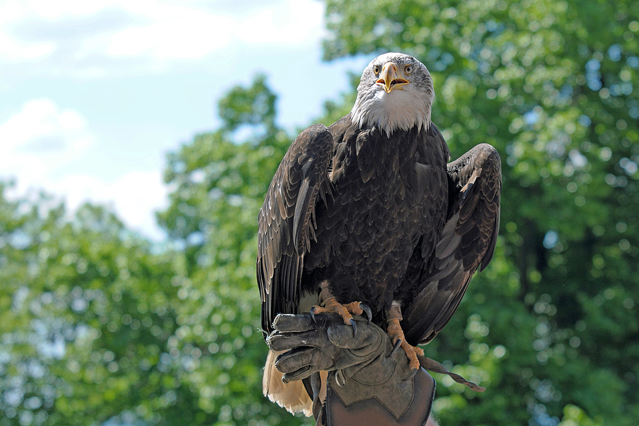 Weißkopf-Seeadler