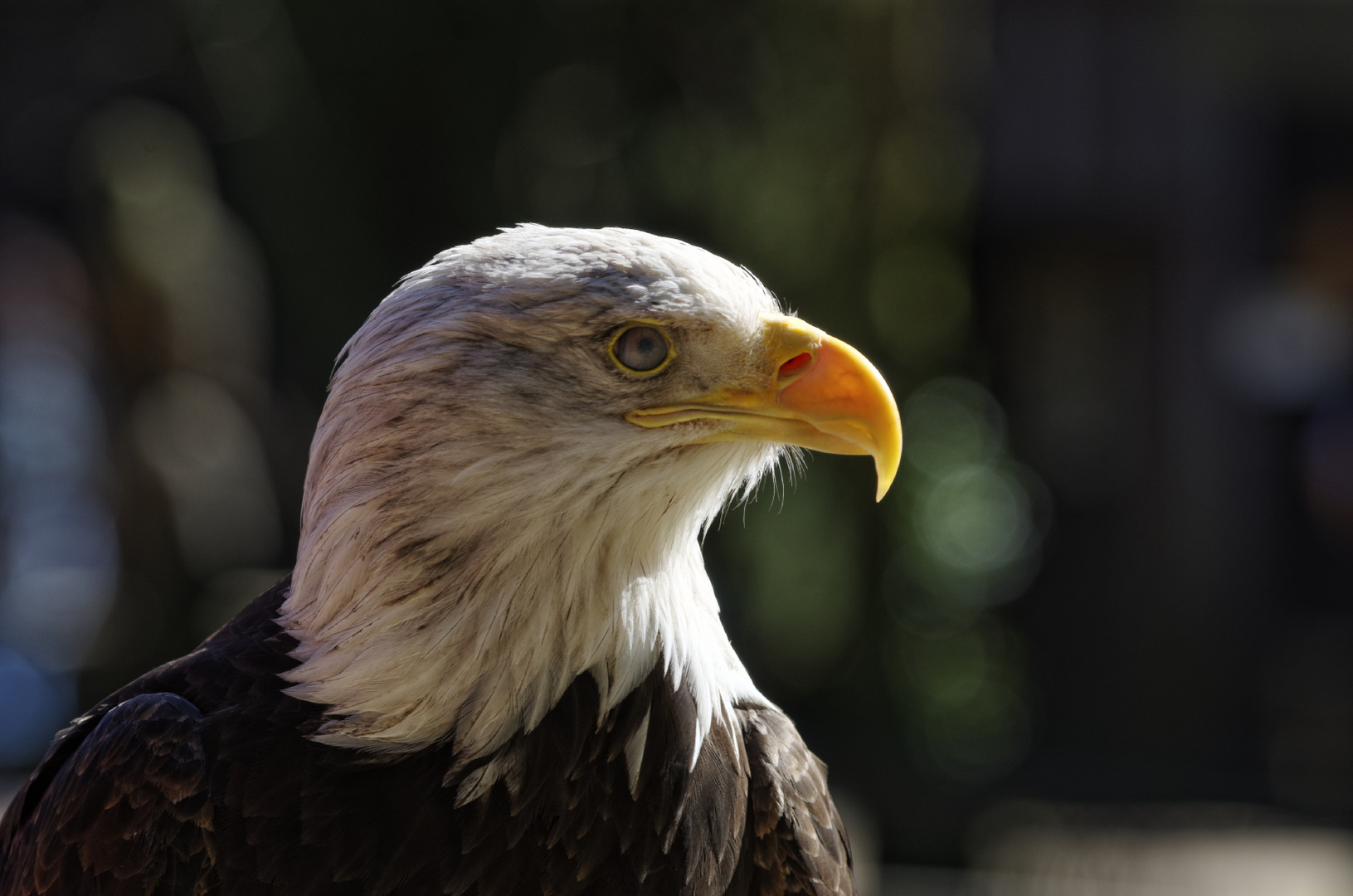 Weißkopf Seeadler