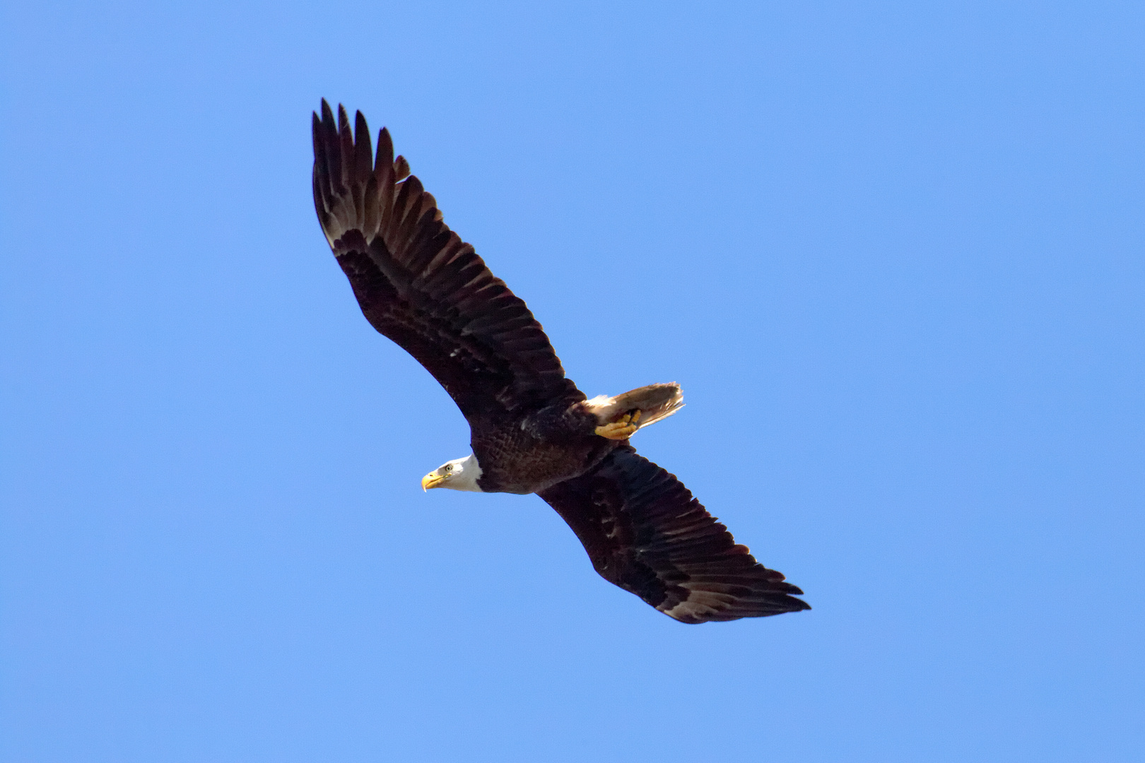 Weisskopf Seeadler