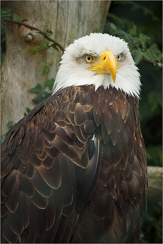 Weißkopf-Seeadler