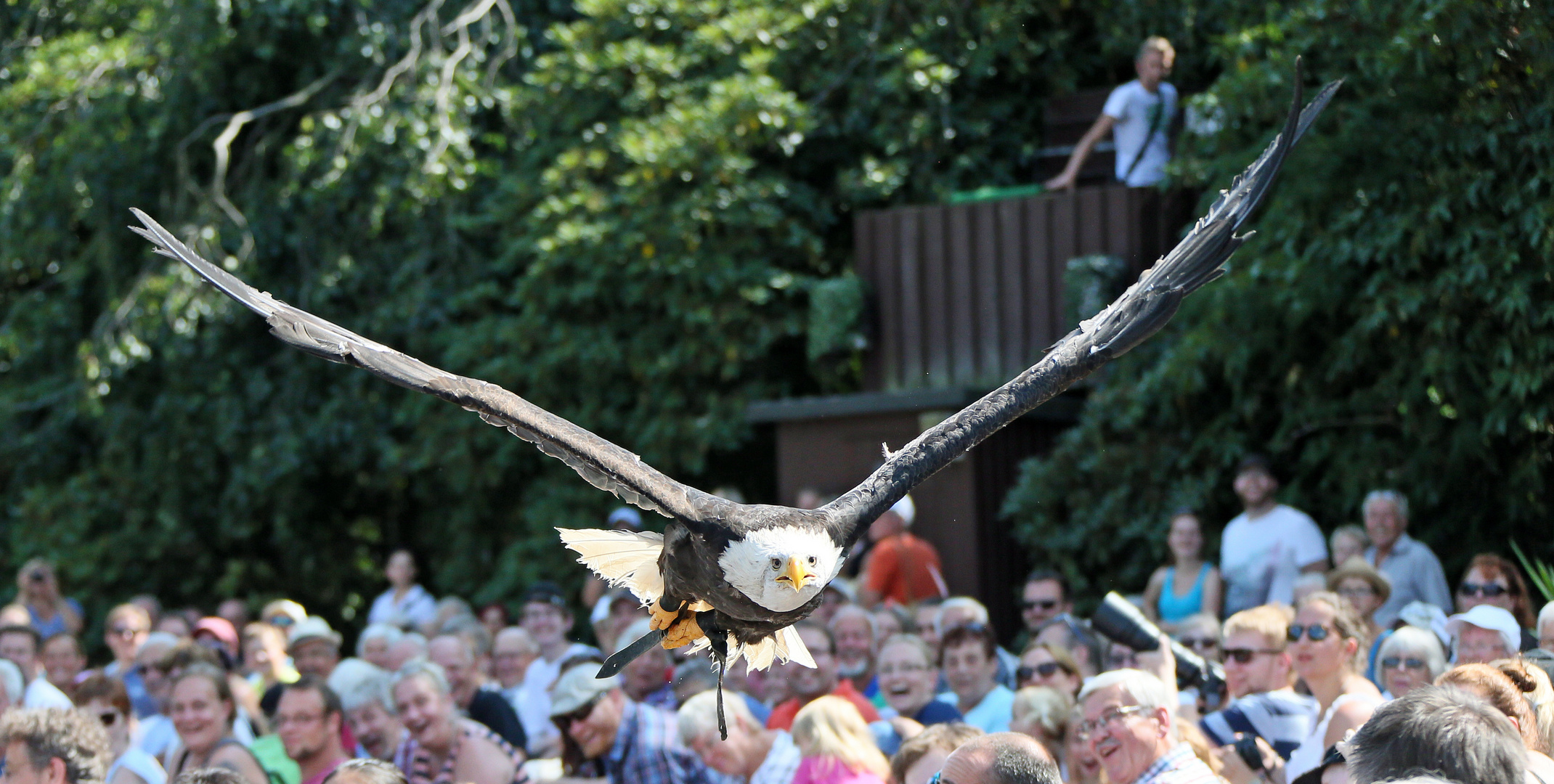 Weißkopf-Seeadler