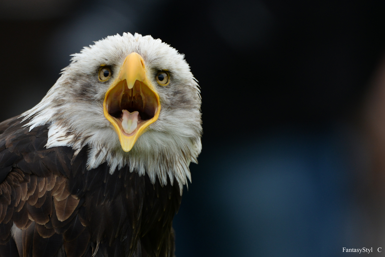 Weißkopf Seeadler