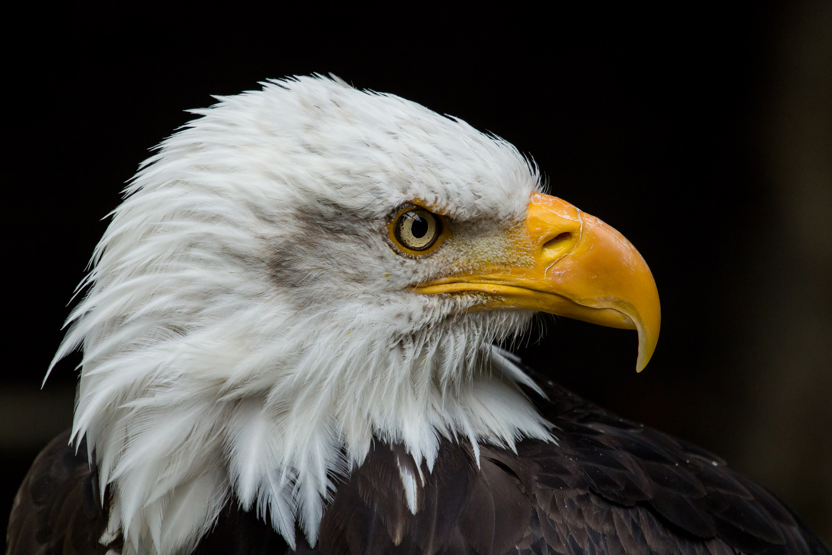 Weisskopf-Seeadler