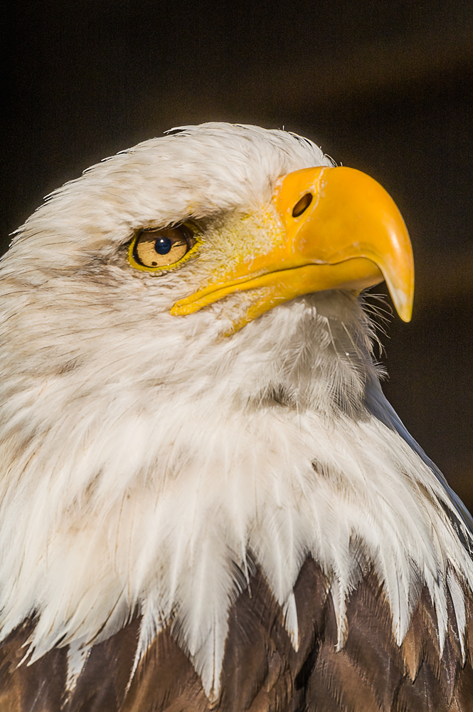 Weißkopf-Seeadler