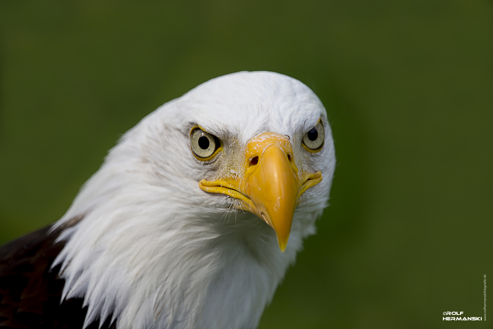 Weißkopf Seeadler