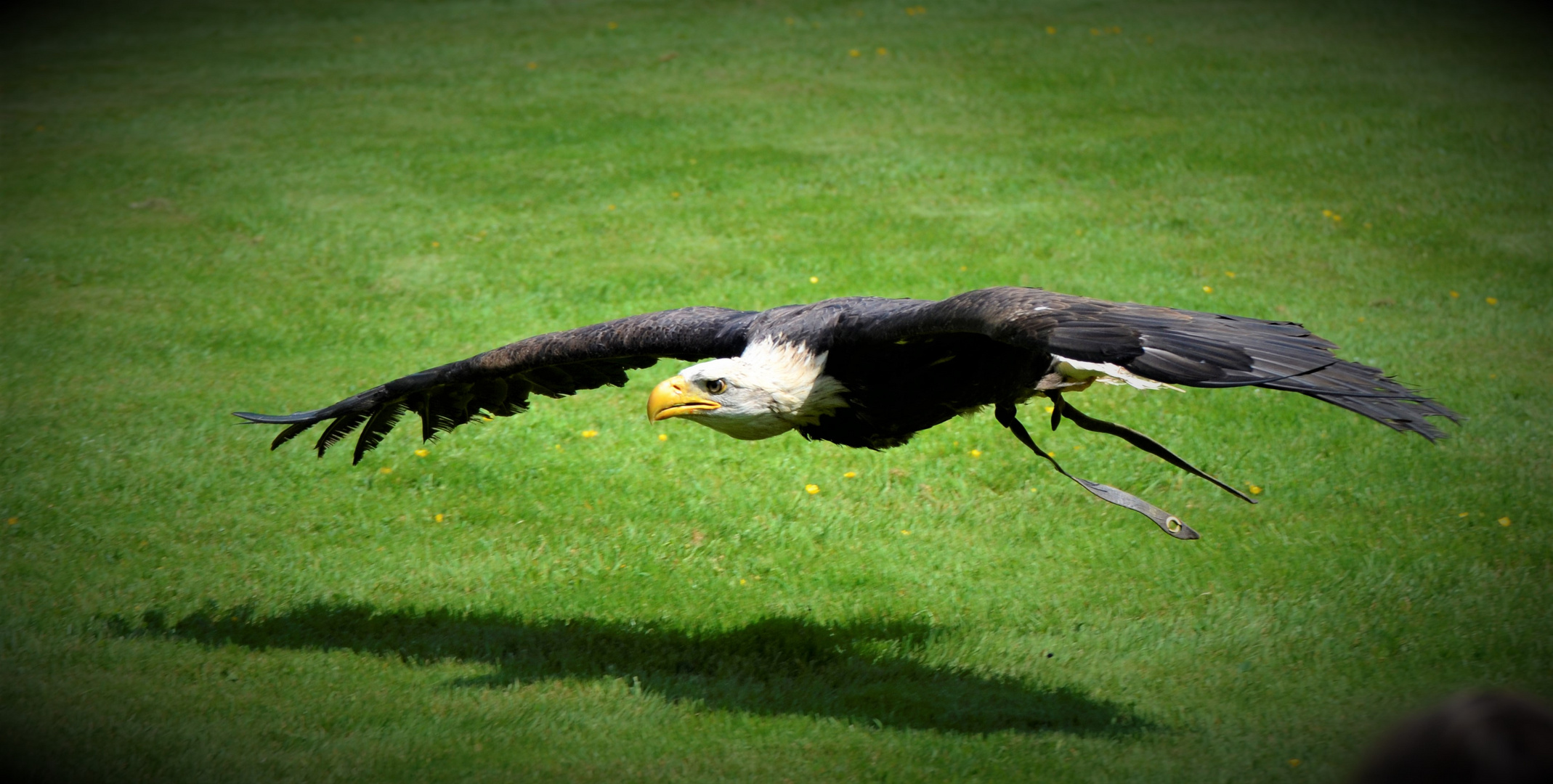 Weisskopf-Seeadler