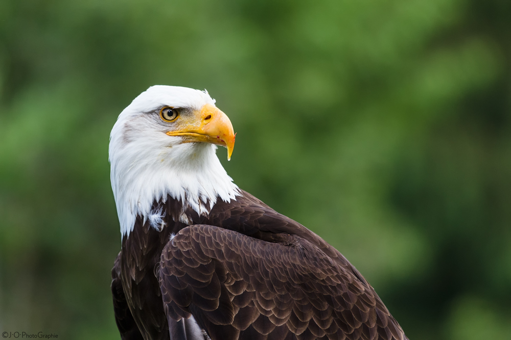 Weißkopf-Seeadler