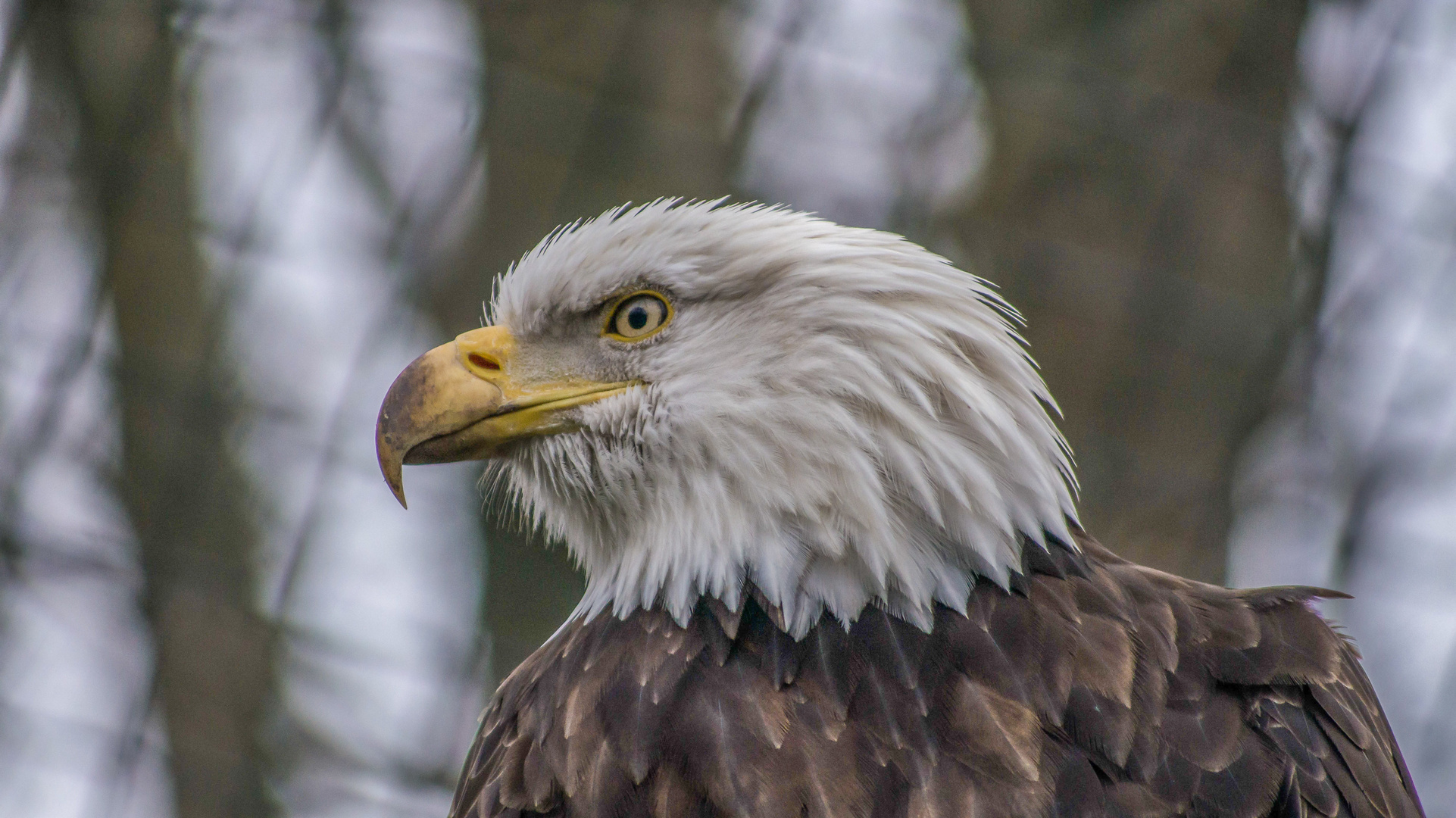 Weißkopf - Seeadler