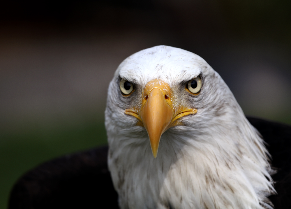 Weißkopf-Seeadler