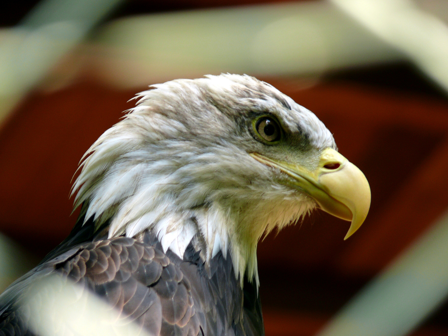 Weißkopf-Seeadler