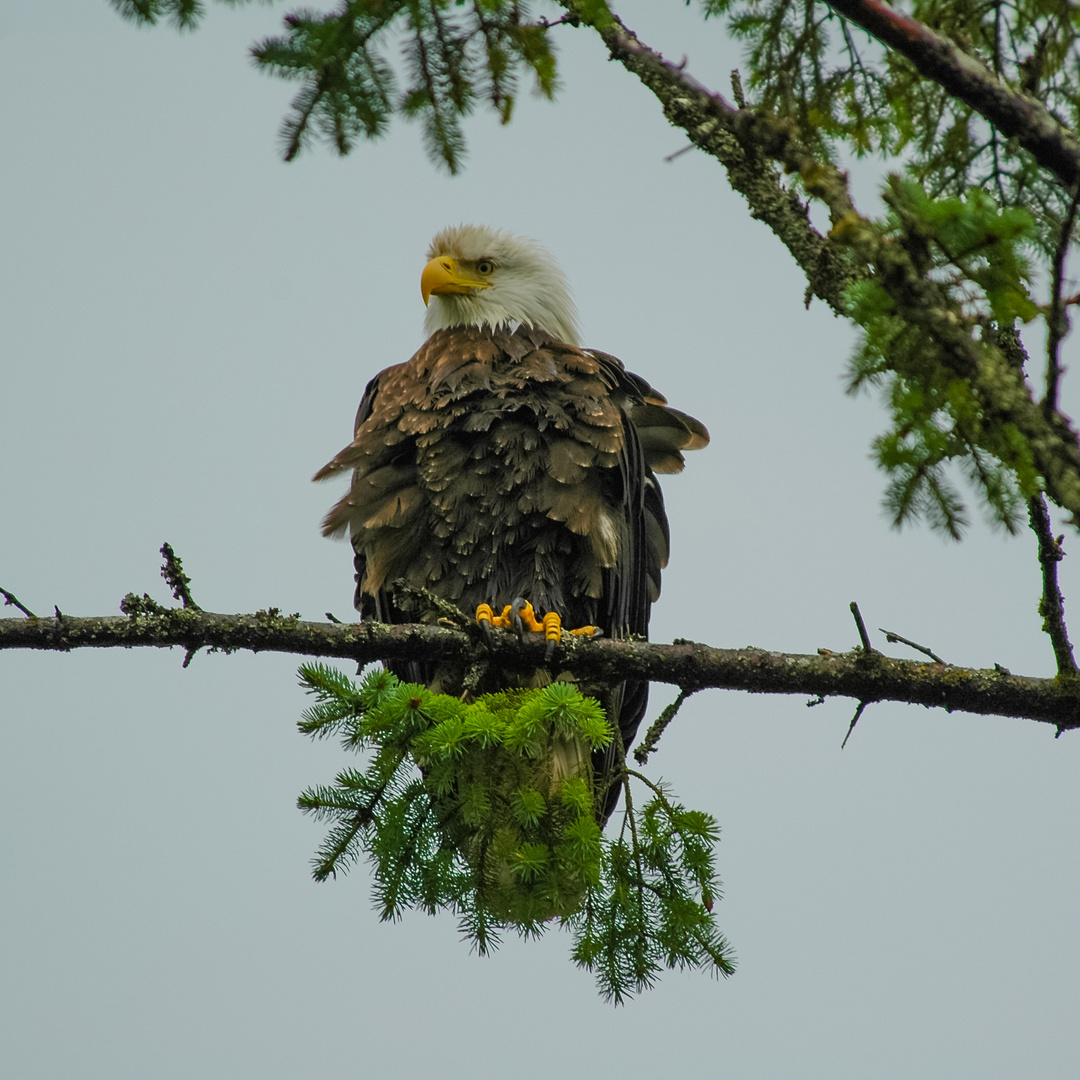 Weisskopf Seeadler