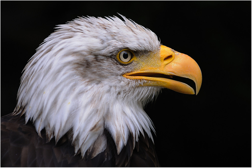 Weißkopf-Seeadler