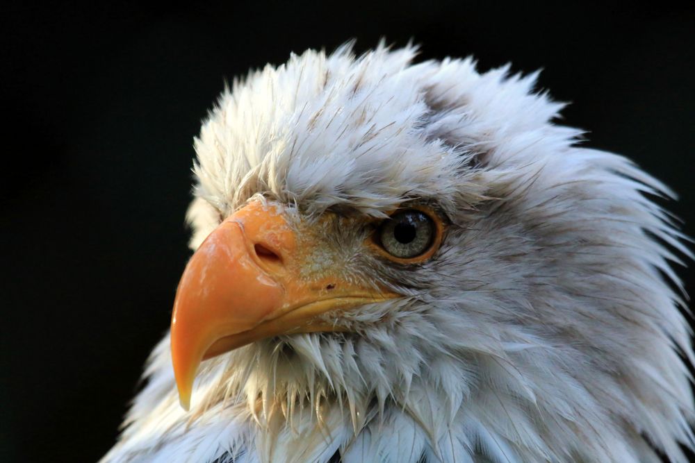 Weisskopf Seeadler